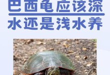 如何正确喂养巴西幼龟（幼龟饲养知识及喂食频率的关键）