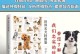 中型犬的饲养指南（了解中型犬的品种特点，做好养犬准备，享受幸福的宠物生活）