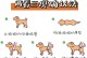 如何准确判断狗狗是否怀孕（4种方法教你轻松辨别母狗是否怀孕）