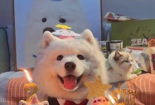 选择一只适合您的理想宠物狗（探索各种狗狗品种的特点和适应性）