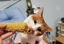 小猫不吃东西怎么办？教你如何照顾宠物的饮食健康