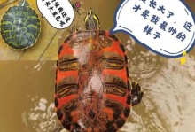 如何安全养活龟苗（以怎么饲养龟苗为主题的详细指南）