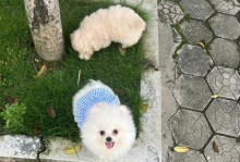 博美犬的5个底线，过界了再温顺也会咬你（博美犬的温顺与咬人行为之间的微妙关系）