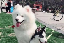 哈士奇与孩子一起养——亲子养宠的乐趣（亲子共同成长，哈士奇为好伴侣）