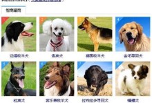 泰迪犬与比熊犬（比较泰迪犬和比熊犬的特点和品种）