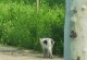 猫咪尾巴断的预兆（揭开猫咪尾巴断后的健康秘密）