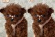 泰迪幼犬卷毛的发展过程（从毛发柔软到浓密卷曲的成长之路）