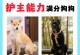 忠诚无比的守护者（解密最忠实的犬种，他们对主人的守护从未停歇）