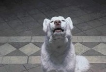 幼犬吠叫的原因和解决方法（揭示幼犬吠叫的含义与如何让它停止）