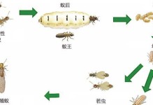 熊猫鼠的饲养技巧（成为熊猫鼠专家的秘诀）