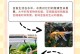 金鱼的奥秘（探索金鱼的起源、品种、特征与养殖技巧）