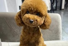 贵宾犬的习惯与特点（探索贵宾犬的行为习惯及喜好）