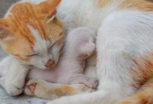 母猫不再喂养幼小猫咪了（揭秘母猫哺乳期结束的迹象和时间）
