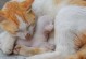 母猫不再喂养幼小猫咪了（揭秘母猫哺乳期结束的迹象和时间）