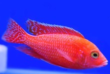马鲷鱼是否能与小型鱼混养？（探究马鲷鱼对小鱼的食性及其混养的可行性）