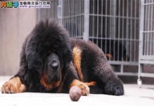 了解藏獒亲戚——中亚牧羊犬（探秘外貌、性格和饲养方法，中亚牧羊犬的关键特点是什么？）