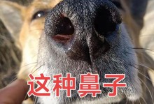狗狗干燥的原因及解决方法（探索狗狗皮肤干燥的根源与应对之道）