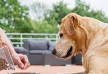 如何准备训练您的爱犬（一步步为您的宠物做好准备）