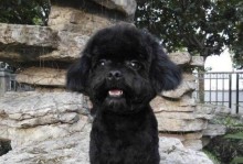 迷人长腿的泰迪犬（探索泰迪犬的优美身材和亲密情感）