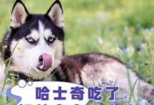 哈士奇幼犬吃完后多久拉？（探寻哈士奇幼犬饮食与排便的关系）