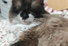 一个月的重点布偶猫没有长毛（探讨原因和解决方法）