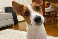 养最可怕的5种狗，你能承受吗？（揭秘5种可怕狗种，挑战宠物养育界的极限）