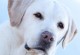 十二名犬（一窥犬界精英，洞察人类好伙伴）