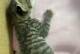 如何帮助你的猫咪进行正确的腹式呼吸？（以宠物为主的腹式呼吸技巧、猫咪呼吸困难怎么办）