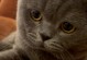猫为什么会跑开？（揭秘猫咪的嗅觉奥秘）