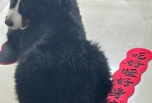 探讨幼犬睡眠需求的因素及建议（了解幼犬睡眠规律，确保健康成长）