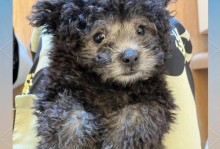 泰迪犬的配种注意事项（泰迪犬配种的合适年龄和注意事项，保障繁殖质量与健康）