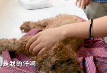 母狗保护崽的时间有多长？（揭秘母狗对崽的保护行为）