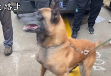 以马犬为什么喜欢咬主人？（探究咬主人行为的原因及解决方法）