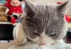 科学喂养，猫咪每天应该摄入多少食物？（掌握适量摄食，关爱猫咪健康）