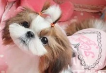 如何避免西施犬掉毛？（以宠物为主的科学护理方法）