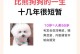 养比熊犬需注意的事项（爱宠之选，你了解了吗？）
