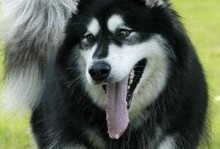探秘阿拉斯加犬的人气之谜（从性格到宠物市场，解读阿拉斯加犬的少养现象）