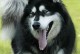 探秘阿拉斯加犬的人气之谜（从性格到宠物市场，解读阿拉斯加犬的少养现象）