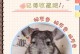 龙猫的繁殖周期及生育频率（探究龙猫的生育规律，了解其繁殖周期）