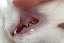 如何解决宠物猫牙长不好问题（药品对宠物猫牙长不好的治疗效果分析）