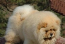 如何辨别松狮犬的纯度及品质（掌握关键特征，轻松识别纯正松狮犬）
