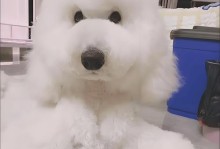 贵宾犬（探索贵宾犬世界的奇妙多样性）
