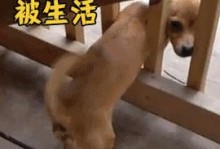 小狗误食鱼刺后的常见症状及处理方法（小狗误食鱼刺后的相关症状分析与处理方法解析）