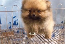 以茶杯博美犬能活多久？（探索茶杯博美犬的寿命及关键因素）
