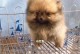 以茶杯博美犬能活多久？（探索茶杯博美犬的寿命及关键因素）