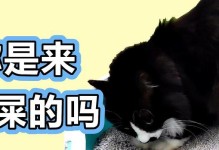 宠物猫咪拉完粑粑蹭一身怎么办（解决宠物猫咪蹭臭的问题，让家庭更加和谐）