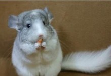 如何选择适合龙猫的颜色？（从外貌角度出发，选择理想龙猫的颜色！）