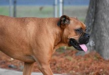 揭秘世界上最大的犬种（探索狗狗世界中的巨无霸——大型犬）