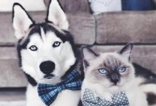 猫狗常见疾病及其症状（猫狗生病会表现出哪些症状？掌握这些关键信息保护我们的爱宠）