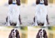 如何选择适合史宾格犬的狗粮（建议、品牌、成分、口味、质量、价格、营养、注意事项）